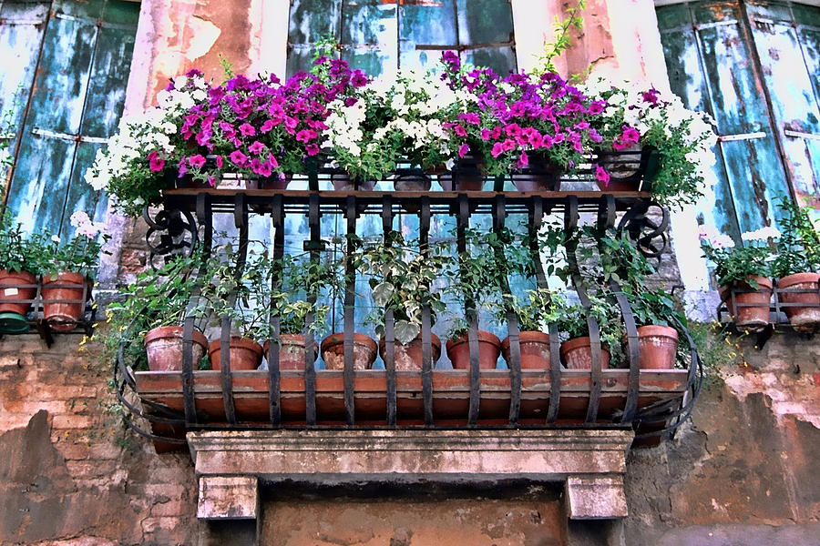 fransız balkon çiçekleri